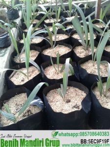 Jual Bibit Palem Bismarkia Harga Grosir