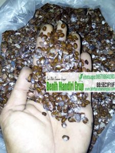 Jual Bibit Tanaman Yogyakarta Siap Tanam